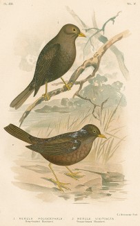 1 и 2. Изменчивый дрозд, Merula poliocephala или Merula vinitincta (лат.). G.J.Broinowski. The Birds of Australia comprising three hundred full-pagе illustrations... Т.IV, л.XLVII. Мельбурн, 1890