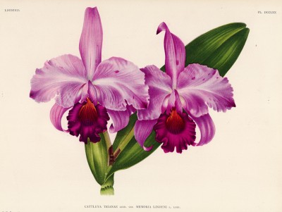 Орхидея CATTLEYA TRIANAE MEMORIA LINDENI (лат.) (лист DCCLXX Lindenia Iconographie des Orchidées - обширнейшей в истории иконографии орхидей. Брюссель, 1901)