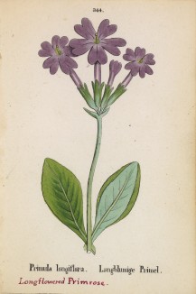 Первоцвет длиннолистный (Primula longiflora (лат.)) (лист 344 известной работы Йозефа Карла Вебера "Растения Альп", изданной в Мюнхене в 1872 году)