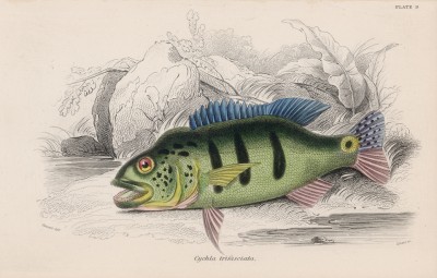 Рыба цихла (Cychla trufasciata (лат.)) (лист 9 тома XL "Библиотеки натуралиста" Вильяма Жардина, изданного в Эдинбурге в 1860 году)