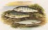 Особи форели, лосося и корюшки в молодости (иллюстрация к "Пресноводным рыбам Британии" -- одной из красивейших работ 70-х гг. XIX века, выполненных в технике хромолитографии)