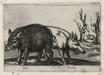 Свинья дикая (лист из альбома Nova raccolta de li animali piu curiosi del mondo disegnati et intagliati da Antonio Tempesta... Рим. 1651 год)