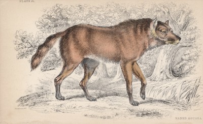 Красный волк (Chrysocyon jubatus (лат.)) (лист 21 тома IV "Библиотеки натуралиста" Вильяма Жардина, изданного в Эдинбурге в 1839 году)