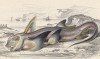 Европейская химера (Chimaera monstrosa (лат.)) (лист 22 XXXIII тома "Библиотеки натуралиста" Вильяма Жардина, изданного в Эдинбурге в 1843 году)