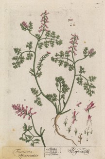 Дымянка лекарственная, или дикая рута (Fumaria officinalis (лат.)) (лист 237 "Гербария" Элизабет Блеквелл, изданного в Нюрнберге в 1757 году)