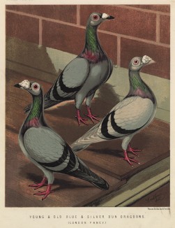 Голубые и серебряные голуби-драгуны (лондонская порода) (из знаменитой "Книги голубей..." Роберта Фултона, изданной в Лондоне в 1874 году)