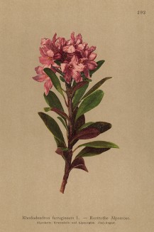 Рододендрон ржавый (Rhododendron ferrugineum (лат.)) (из Atlas der Alpenflora. Дрезден. 1897 год. Том III. Лист 292)