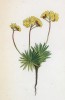 Крупка молодиловидная (Draba aizoides (лат.)) (лист 59 известной работы Йозефа Карла Вебера "Растения Альп", изданной в Мюнхене в 1872 году)