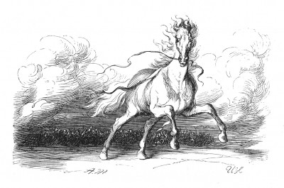 Белый конь войны. Илл. Адольфа Менцеля. Geschichte Friedrichs des Grossen von Franz Kugler. Лейпциг, 1842, с.60