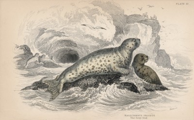 Тевяк, или серый (длинномордый) тюлень (Halichorus Griseus (лат.)) (лист 10 тома VI "Библиотеки натуралиста" Вильяма Жардина, изданного в Эдинбурге в 1843 году)