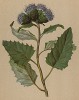 Соссюрея двухцветная (Saussurea discolor (лат.)) (из Atlas der Alpenflora. Дрезден. 1897 год. Том V. Лист 474)