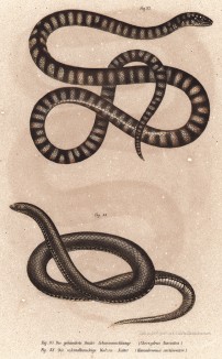 Змеи Chersydrus fasciatus и Homalosoma arctiventris (лат.) (из Naturgeschichte der Amphibien in ihren Sämmtlichen hauptformen. Вена. 1864 год)