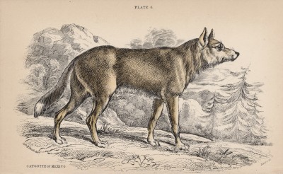 Мексиканский койот (Lyciscus cagottis (лат.)) (лист 6 тома IV "Библиотеки натуралиста" Вильяма Жардина, изданного в Эдинбурге в 1839 году)