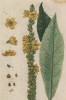 Царский скипетр, или медвежье ухо (Verbascum album (лат.)) (лист 502 "Гербария" Элизабет Блеквелл, изданного в Нюрнберге в 1760 году)