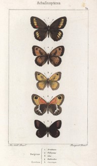 Бабочки рода Satyrus (бархатницы, или сатириды) Arethusa (1), Tithonius (2), Ida (3), Bathseba (4) и рода Erebia: Cassiope (5) (лат.) (лист 34)