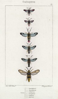 Шесть бабочек рода Sesia (лат.) (лист 53)