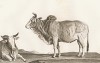 Бык и корова зебу (лист из La ménagerie du muséum national d'histoire naturelle ou description et histoire des animaux... -- знаменитой в эпоху Наполеона работы по натуральной истории)