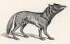 Волк японский (иллюстрация к известной работе Джорджа Миварта "Семейство волчьих". Лондон. 1890 год)