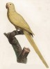Жёлтый попугайчик (лист 43 иллюстраций к первому тому Histoire naturelle des perroquets Франсуа Левальяна. Изображения попугаев из этой работы считаются одними из красивейших в истории. Париж. 1801 год)