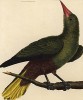 Птица кассик из Южной Америки (из Table des Planches Enluminées d'Histoire Naturelle de M. D'Aubenton (фр.). Утрехт. 1783 год (лист 328))
