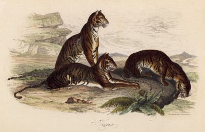 Отдых тигров (иллюстрация к работе Ахилла Конта Musée d'histoire naturelle, изданной в Париже в 1854 году)