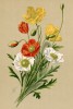 Мак голостебельный (Papaver nudicaule L.). Многолетники наиболее красивые и пригодные для садовой культуры. Санкт-Петербург, 1913