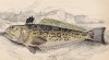 Лучистый дракончик (трахинус лучистый) (Trachinus radiatus (лат.)) из семейства Trachinidae (морские дракончики) (лист 17 тома XXVIII "Библиотеки натуралиста" Вильяма Жардина, изданного в Эдинбурге в 1843 году)
