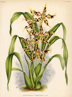 Орхидея ODONTOGLOSSUM x CIRHO-HALLI (лат.) (лист DLXIX Lindenia Iconographie des Orchidées - обширнейшей в истории иконографии орхидей. Брюссель, 1897)