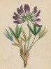 Клевер альпийский (Trifolium alpinum (лат.)) (лист 110 известной работы Йозефа Карла Вебера "Растения Альп", изданной в Мюнхене в 1872 году)