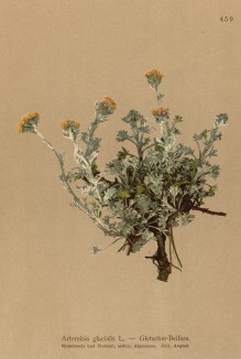 Высокогорная полынь Artemisia glacialis (лат.), из которой готовят альпийский ликёр-дижестив женепи (из Atlas der Alpenflora. Дрезден. 1897 год. Том V. Лист 459)