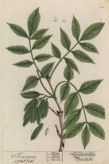 Ясень (Fraxinus (лат.)) — род древесных растений из семейства маслиновые (лист 328 "Гербария" Элизабет Блеквелл, изданного в Нюрнберге в 1757 году)