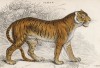 Тигр (Felis Tigris (лат.)) из Королевского музея в Эдинбурге (лист 6 тома III "Библиотеки натуралиста" Вильяма Жардина, изданного в Эдинбурге в 1834 году)