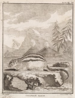Швейцарская белка летяга (лист LVI иллюстраций к третьему тому знаменитой "Естественной истории" графа де Бюффона, изданному в Париже в 1750 году)