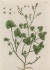 Ревень (Acetosa Romana (лат.)) (лист 306 "Гербария" Элизабет Блеквелл, изданного в Нюрнберге в 1757 году)
