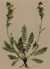 Мытник длиннолистный (Pedicularis elongata (лат.)) (из Atlas der Alpenflora. Дрезден. 1897 год. Том IV. Лист 387)