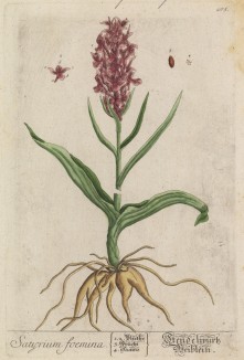 Орхидея Satyrium родом из Индии (лист 405 "Гербария" Элизабет Блеквелл, изданного в Нюрнберге в 1760 году)