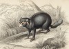Енот--крабоед (procyon cancrivorus (лат.)) (лист 19 тома I "Библиотеки натуралиста" Вильяма Жардина, изданного в Эдинбурге в 1842 году)