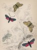 Толстоголовки: перламутровая, зелёная лесная, пятнистая (1. Large Skipper 2. Pearl S. 3. Green Forester 4. Six spotted Burnet Moth 5. Five spotted Burnet Moth (англ.)) (лист 2 тома XL "Библиотеки натуралиста" В. Жардина, изданного в Эдинбурге в 1843г.)