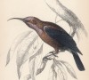 Нектарница Nectarinia fulginosa (лат.) (лист 14 тома XVI "Библиотеки натуралиста" Вильяма Жардина, изданного в Эдинбурге в 1843 году)