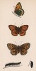 Бабочка перламутровка аглая, или тёмно-зелёная перламутровка (лат. Papilio Aglaia), её гусеница и куколка. History of British Butterflies Френсиса Морриса. Лондон, 1870, л.50