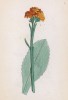 Цинерария оранжевая (Cineraria aurantiaca (лат.)) (лист 230 известной работы Йозефа Карла Вебера "Растения Альп", изданной в Мюнхене в 1872 году)