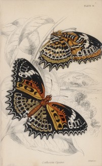 Бабочка Cethosia Cyane (лат.) (лист 14 XXXVI тома "Библиотеки натуралиста" Вильяма Жардина, изданного в Эдинбурге в 1837 году)