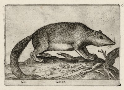 Лесная соня (лист из альбома Nova raccolta de li animali piu curiosi del mondo disegnati et intagliati da Antonio Tempesta... Рим. 1651 год)