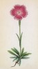 Гвоздика альпийская (Dianthus alpinus (лат.)) (лист 83 известной работы Йозефа Карла Вебера "Растения Альп", изданной в Мюнхене в 1872 году)