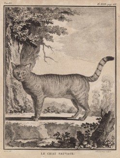 Дикая кошка (лист XXII иллюстраций ко второму тому знаменитой "Естественной истории" графа де Бюффона, изданному в Париже в 1749 году)