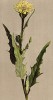 Ястребинка Жакена (Hieracium intybaceum (лат.)) (из Atlas der Alpenflora. Дрезден. 1897 год. Том V. Лист 499)