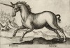 Единорог (лист из альбома Nova raccolta de li animali piu curiosi del mondo disegnati et intagliati da Antonio Tempesta... Рим. 1651 год)