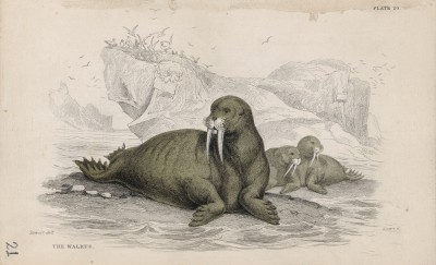Морж с семьёй (Trichechus Rosmarus (лат.)) (лист 20 тома VII "Библиотеки натуралиста" Вильяма Жардина, изданного в Эдинбурге в 1838 году)