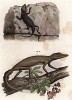 Тонкопалый геккон Stenodactylus elegans и геккон Lonchurus lineatus (лат.) (из Naturgeschichte der Amphibien in ihren Sämmtlichen hauptformen. Вена. 1864 год)