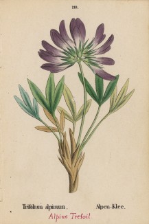 Клевер альпийский (Trifolium alpinum (лат.)) (лист 110 известной работы Йозефа Карла Вебера "Растения Альп", изданной в Мюнхене в 1872 году)